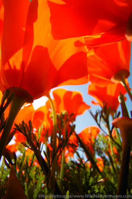California Poppy