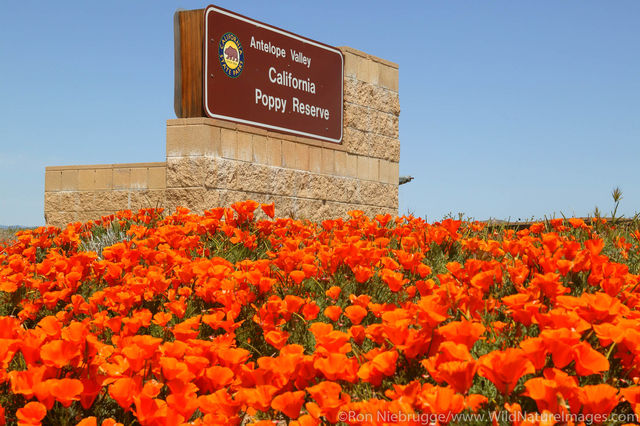 California Poppy