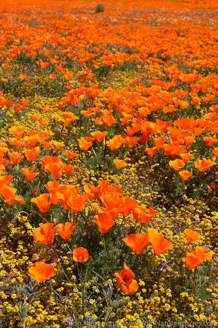California Poppy