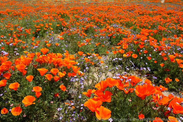 California Poppy