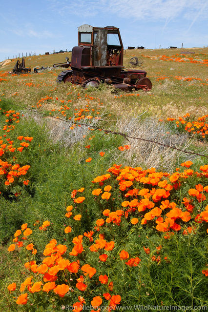 California Poppy