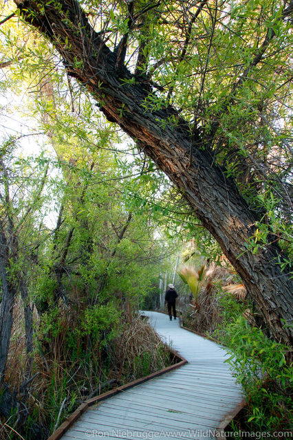 Big Morongo Canyon Preserve
