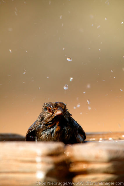 Bird Bath