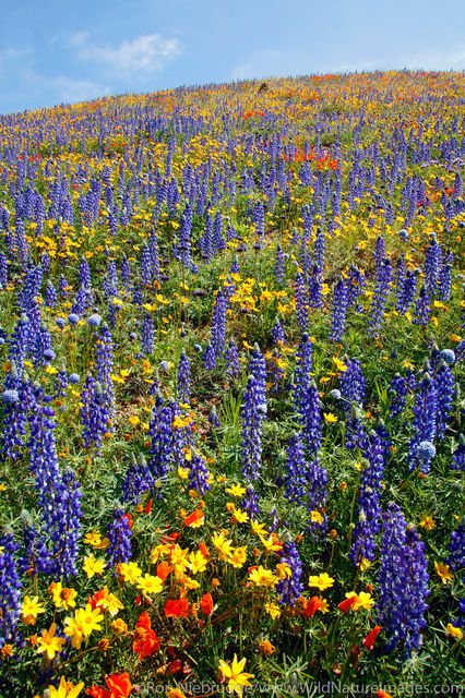 Wildflowers