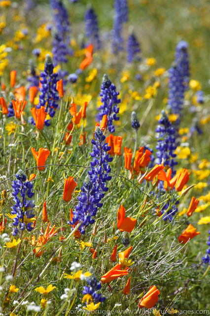 Wildflowers