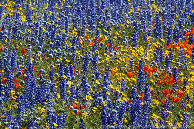 Wildflowers