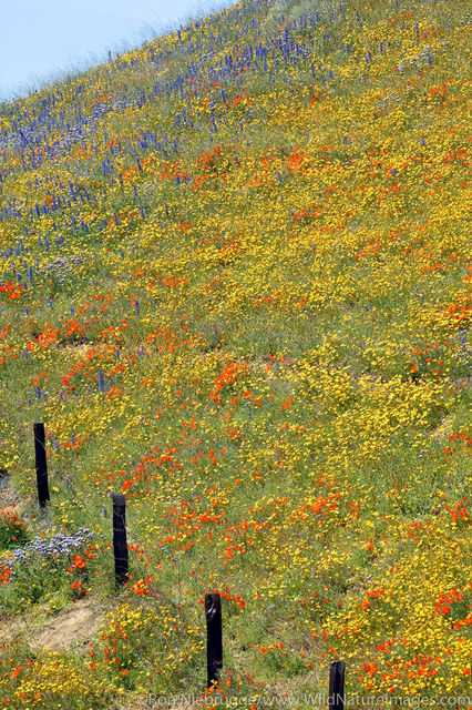 Wildflowers