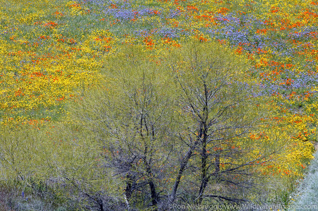 Wildflowers