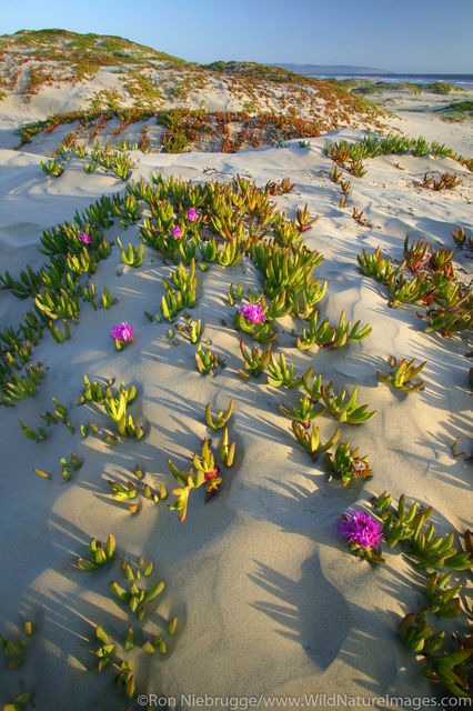 Pismo Beach State Park