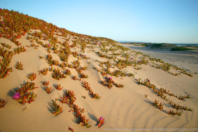 Pismo Beach State Park