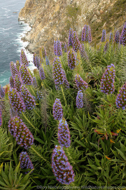 Big Sur Coast