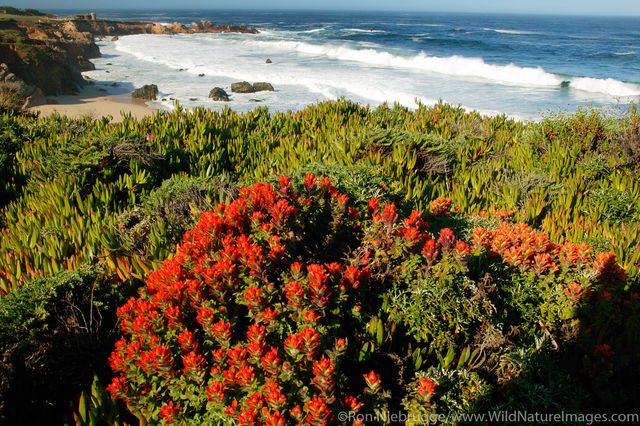 Garrapata State Park