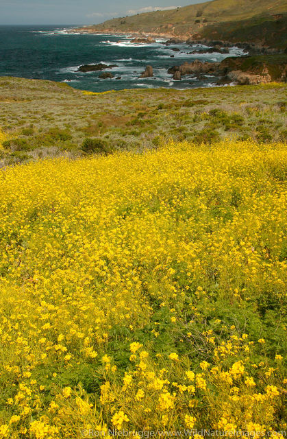 Big Sur Coast