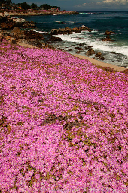 Pacific Grove