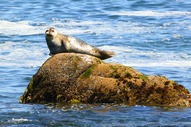 Harbor Seal