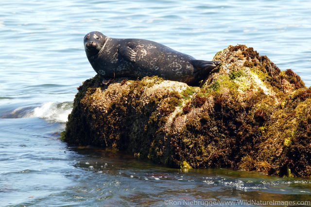 Harbor Seal