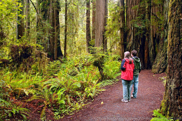 Redwood National Park