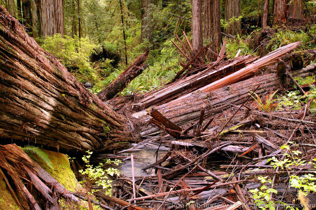 Redwoods National Park