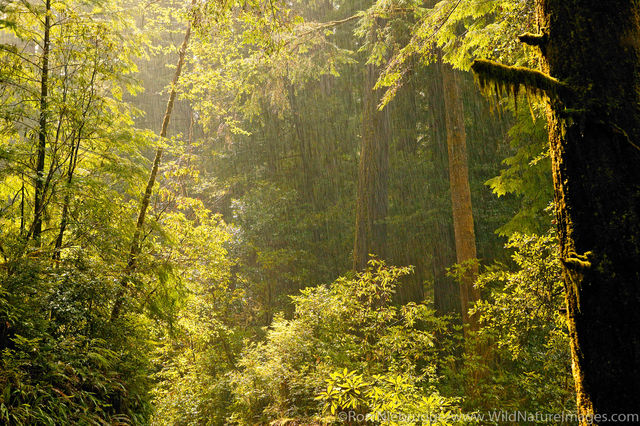Jedediah Smith Redwood State Park