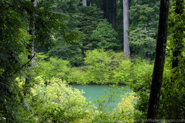 Jedediah Smith Redwood State Park