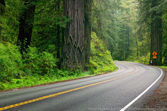 Jedediah Smith Redwood State Park