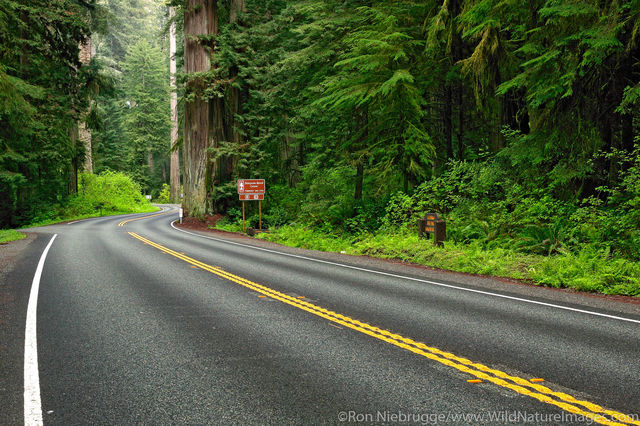 Jedediah Smith Redwood State Park