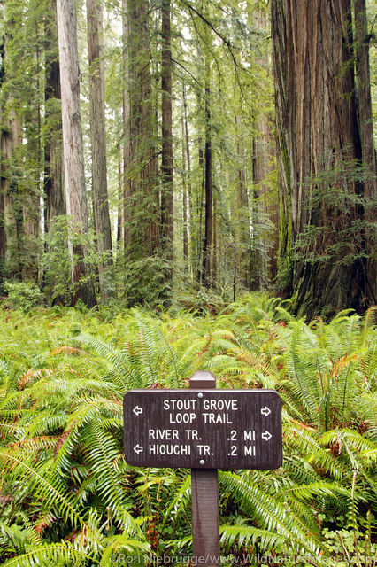 Jedediah Smith Redwood State Park