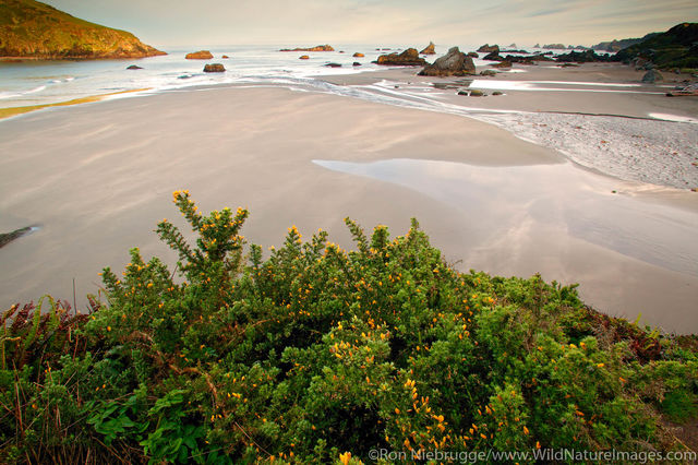 Harris Beach Morning