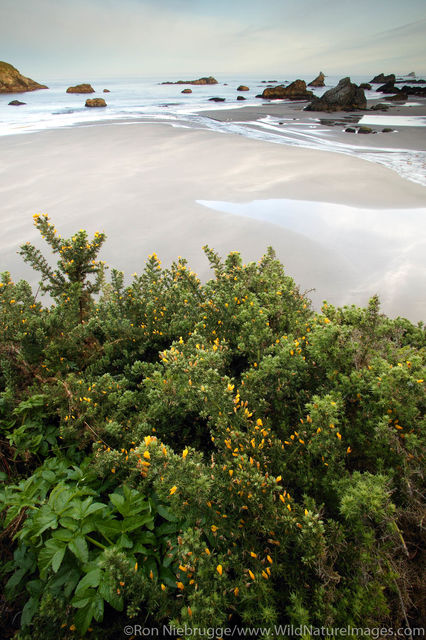 Harris Beach State Park