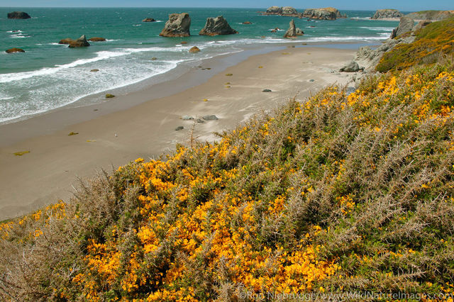 Oregon Coast