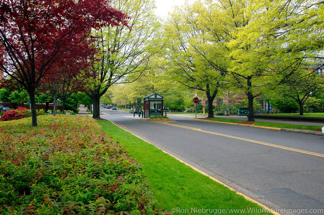 University of Oregon