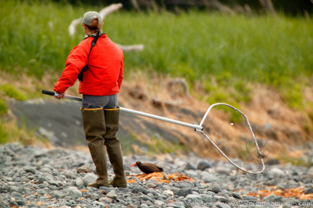 Oyster Catcher Researcher in Field
