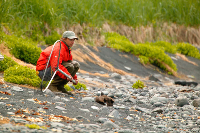 Oyster Catcher Researcher in Field