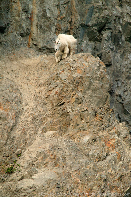 Mountain Goat