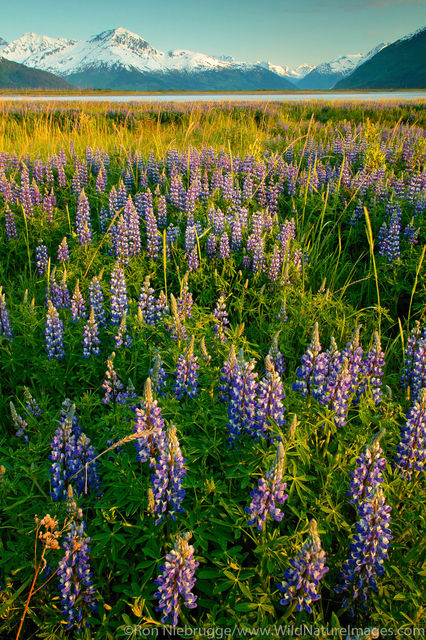 Field of Lupine
