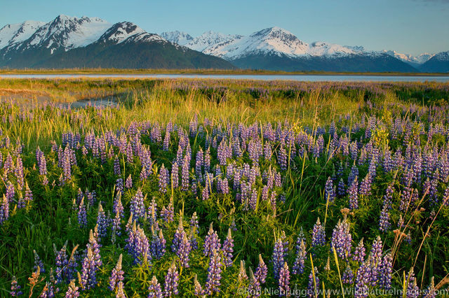 Field of Lupine