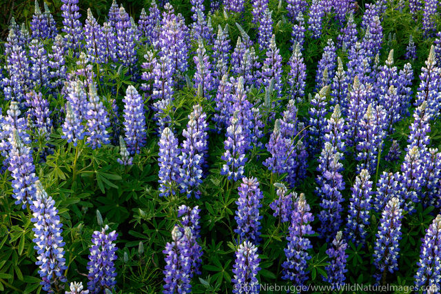 Field of Lupine