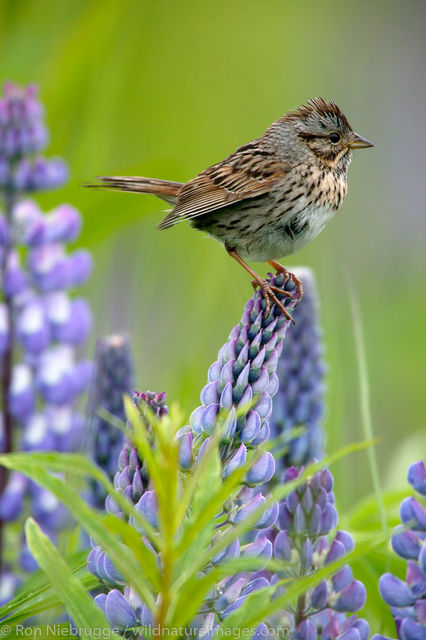 lincoln Sparrow