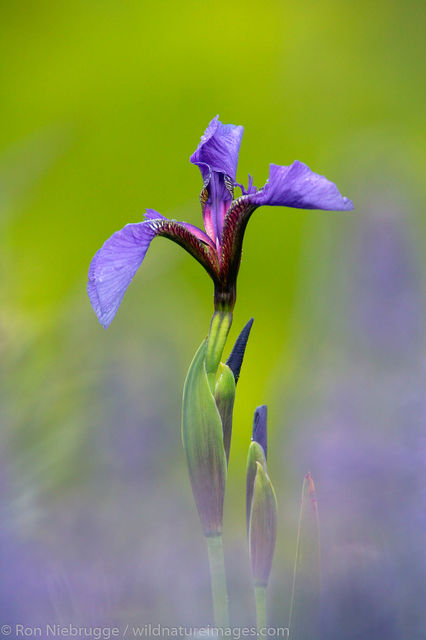 wild Iris