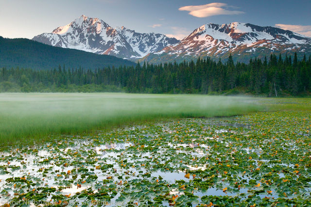 Lily Pond, Alaska.