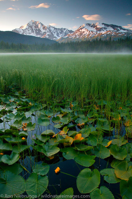 Lily Pond, Alaska.