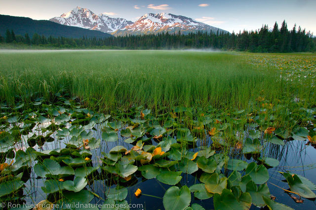 Lily Pond, Alaska.