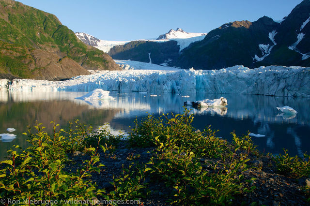 Pederson Glacier