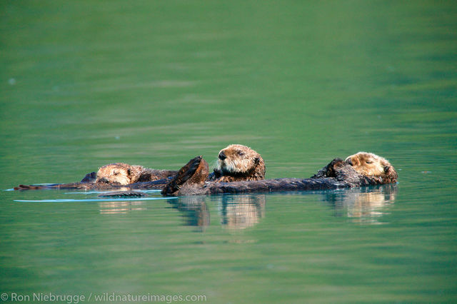 Sea Otter Family