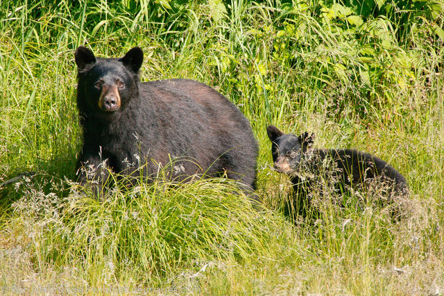 Black Bear