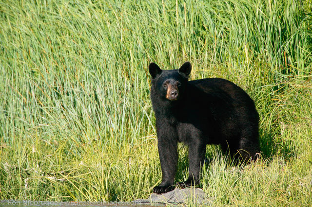 Black Bear