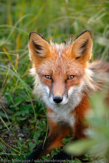 Red Fox