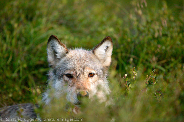 Wild Wolf