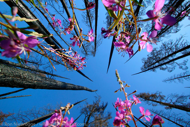 Fireweed