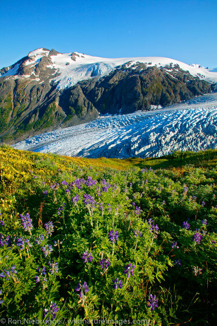 Exit Glacier